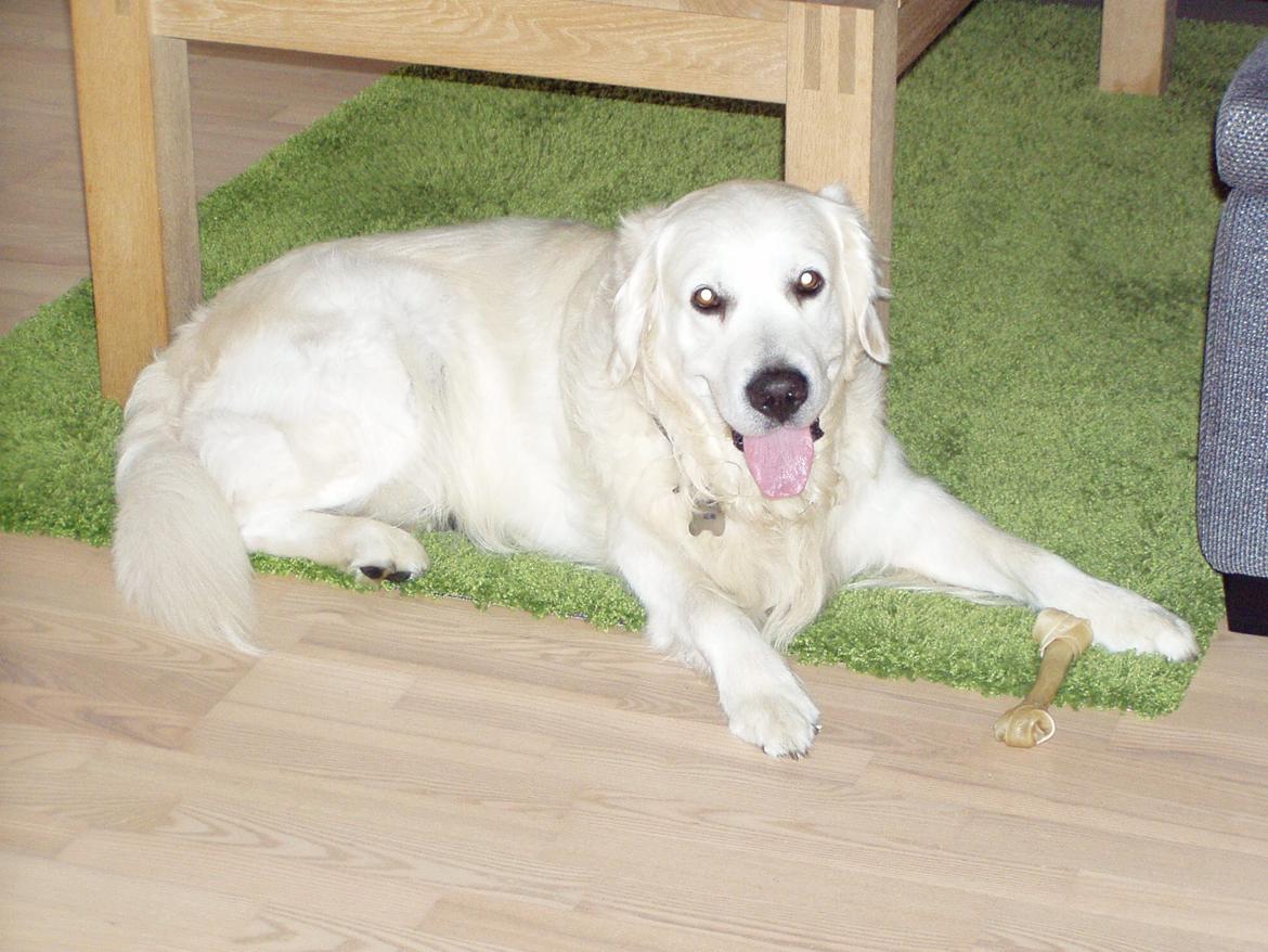 Golden retriever Julius (Vesterlands Ulli) billede 4