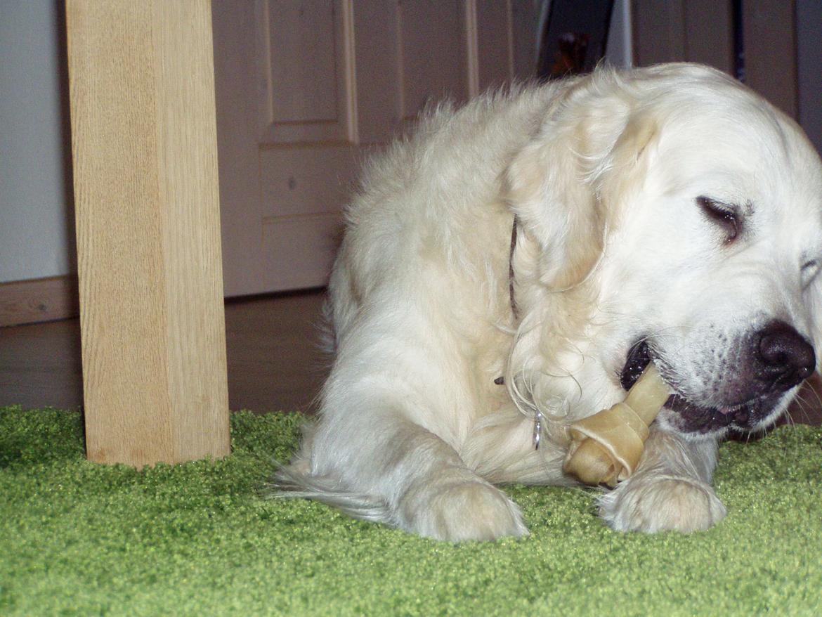 Golden retriever Julius (Vesterlands Ulli) billede 5