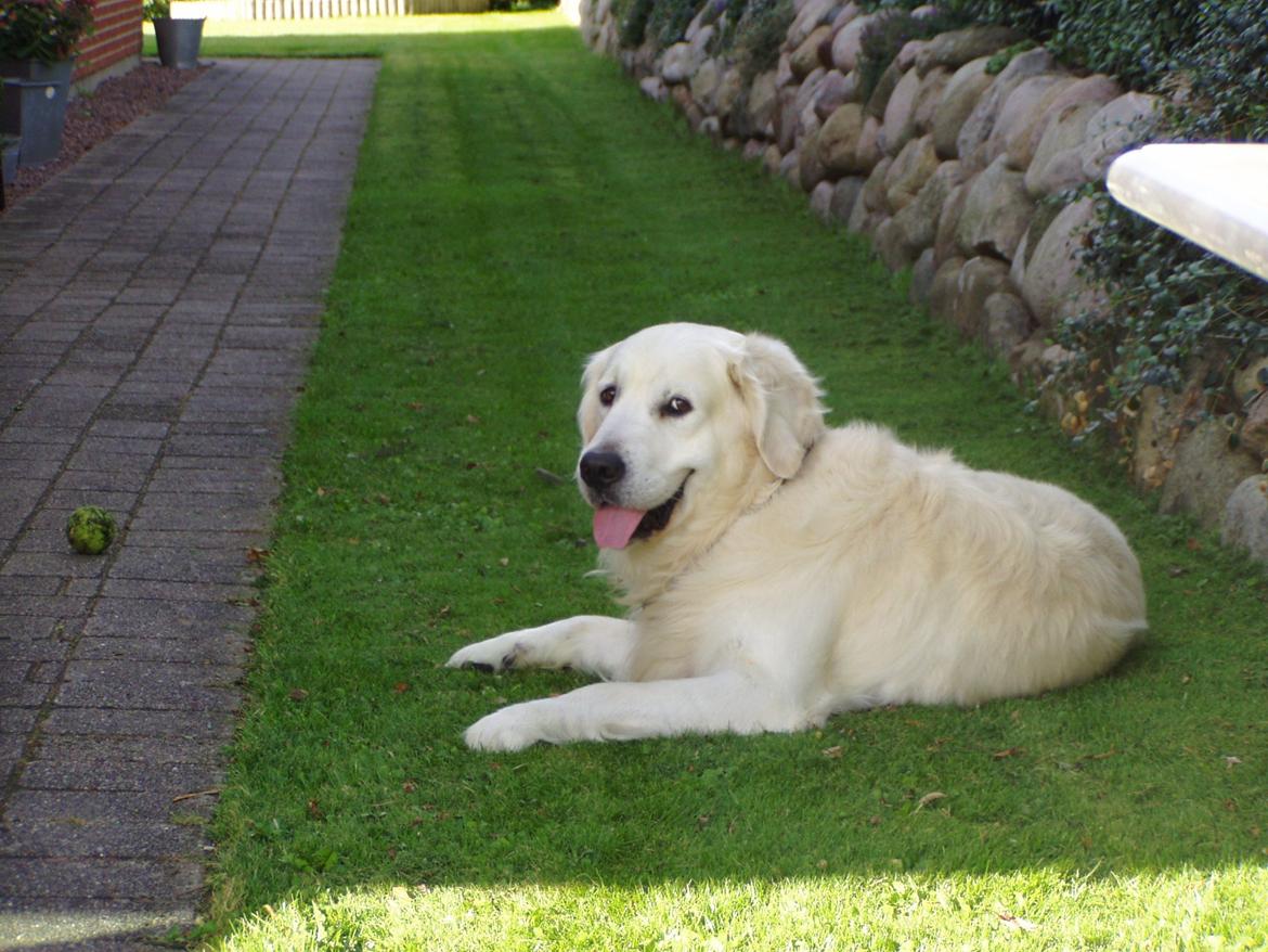 Golden retriever Julius (Vesterlands Ulli) billede 6