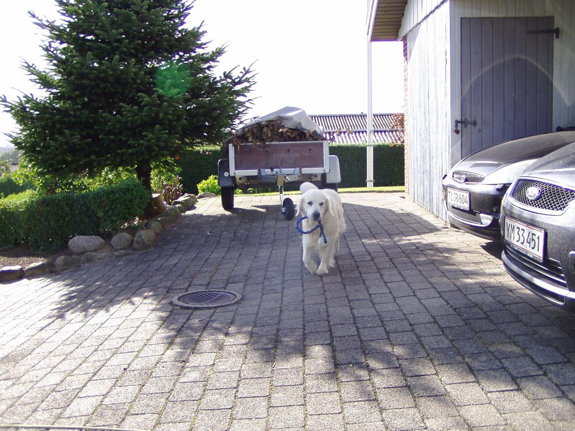 Golden retriever Julius (Vesterlands Ulli) billede 7