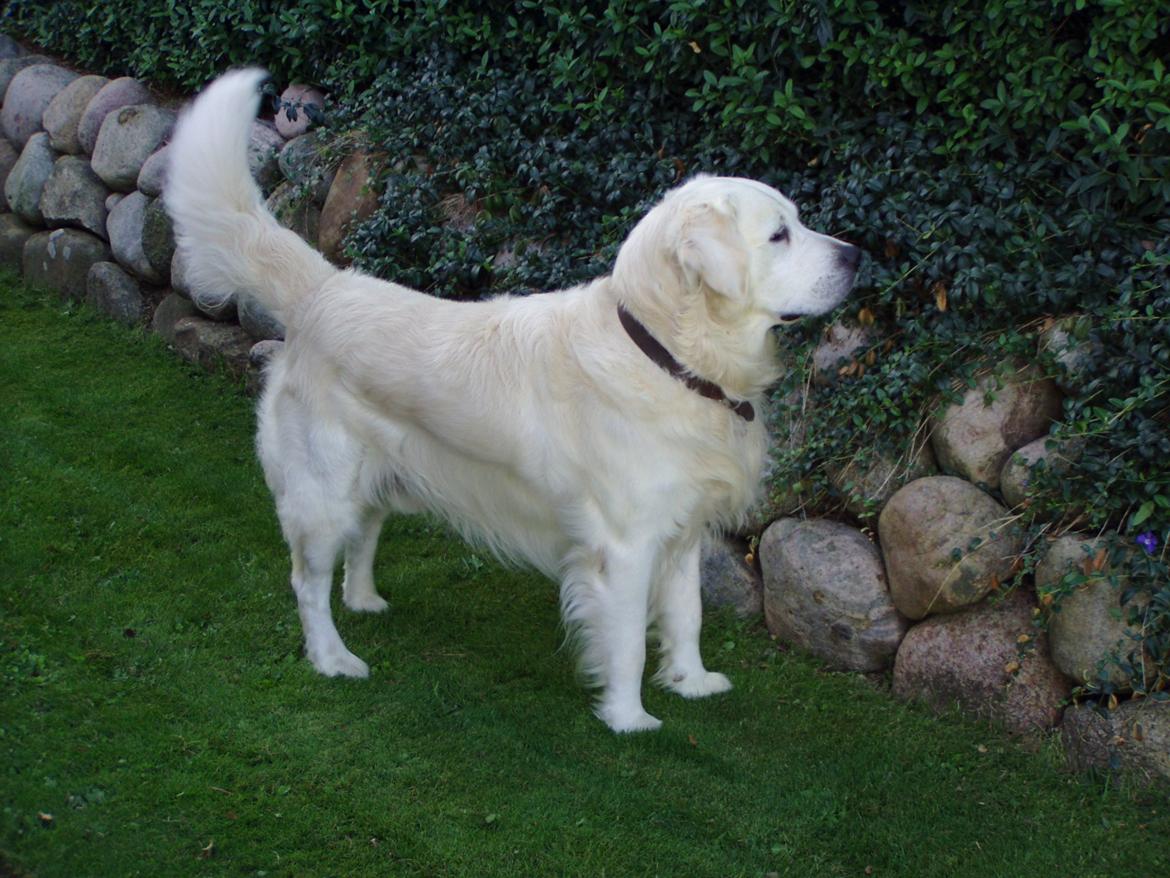 Golden retriever Julius (Vesterlands Ulli) billede 8