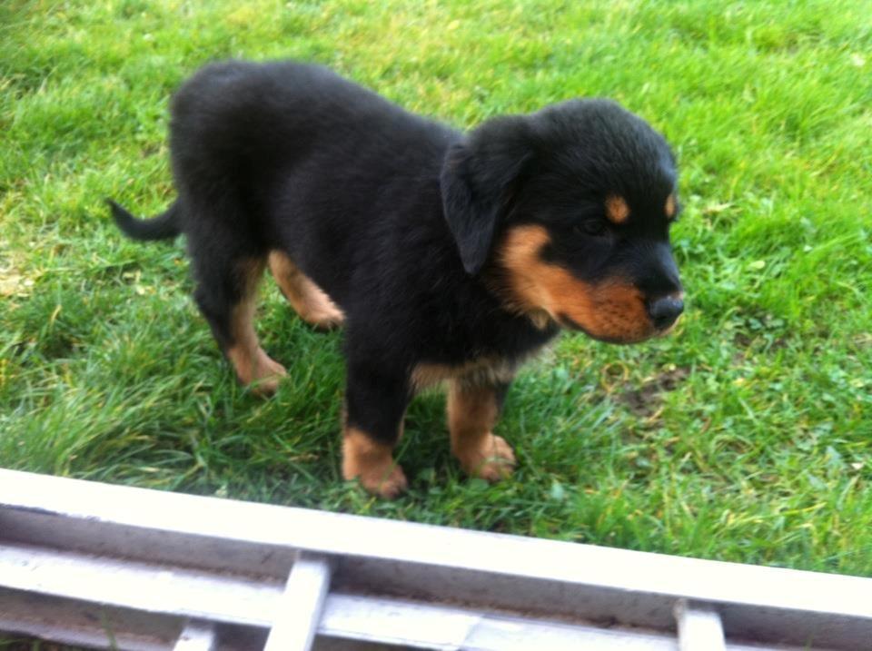 Rottweiler Sally billede 1