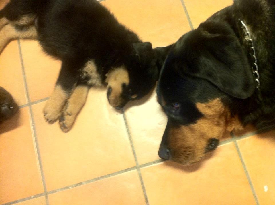 Rottweiler Sally billede 2