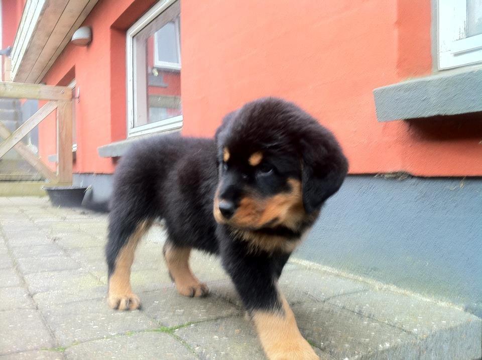 Rottweiler Sally billede 3
