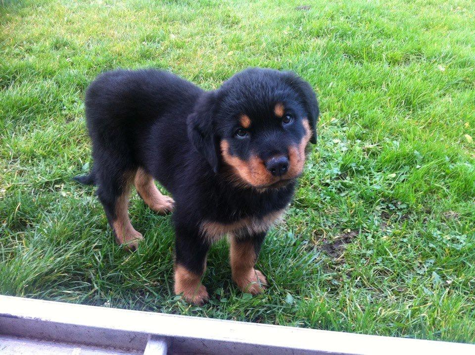 Rottweiler Sally billede 4