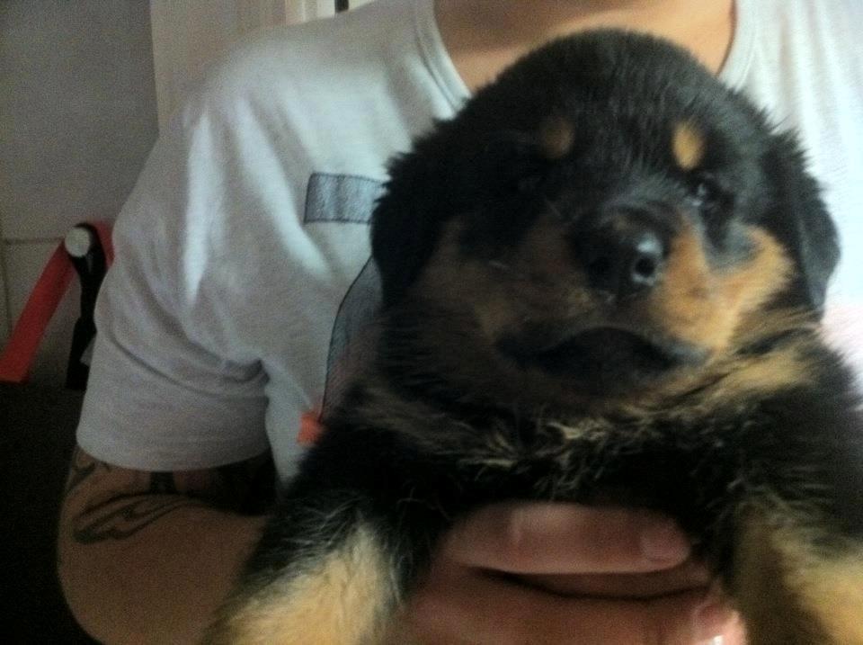 Rottweiler Sally billede 5