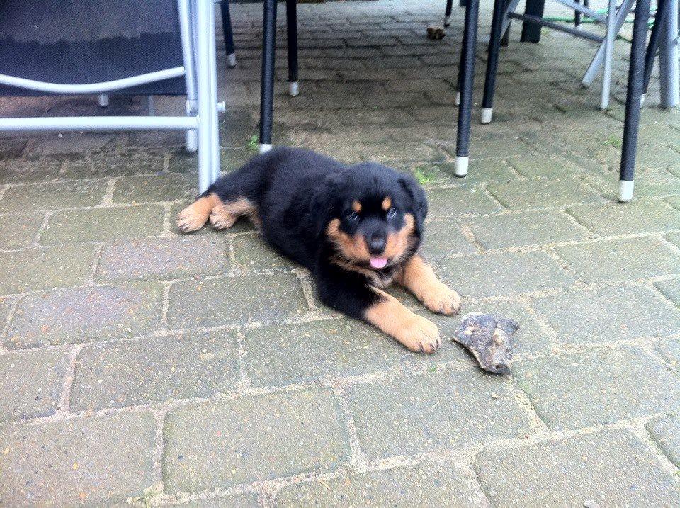 Rottweiler Sally billede 6
