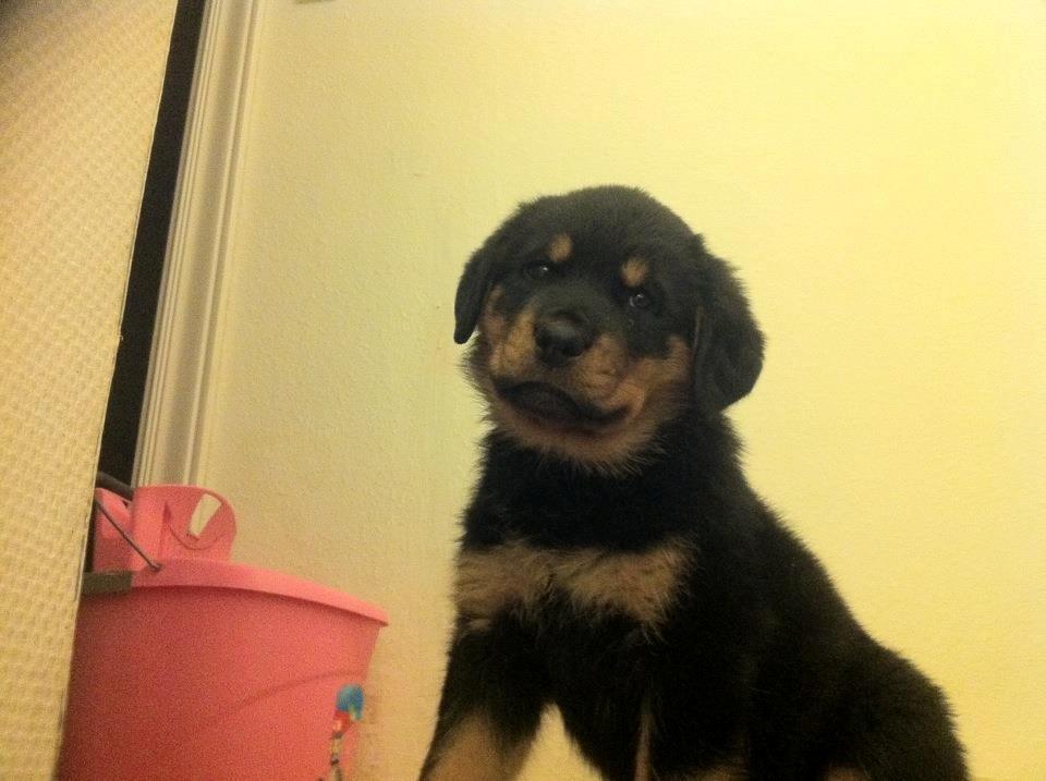 Rottweiler Sally billede 7