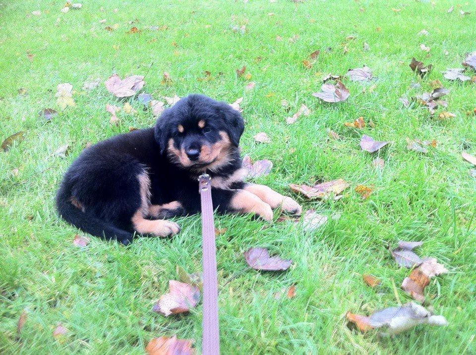 Rottweiler Sally billede 8