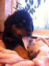 Rottweiler Sally billede 9