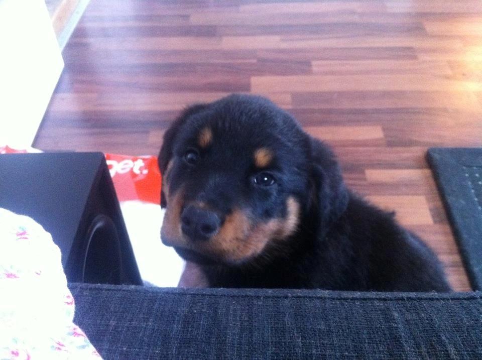 Rottweiler Sally billede 10