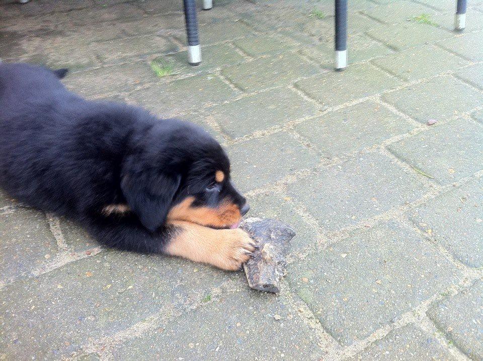 Rottweiler Sally billede 11