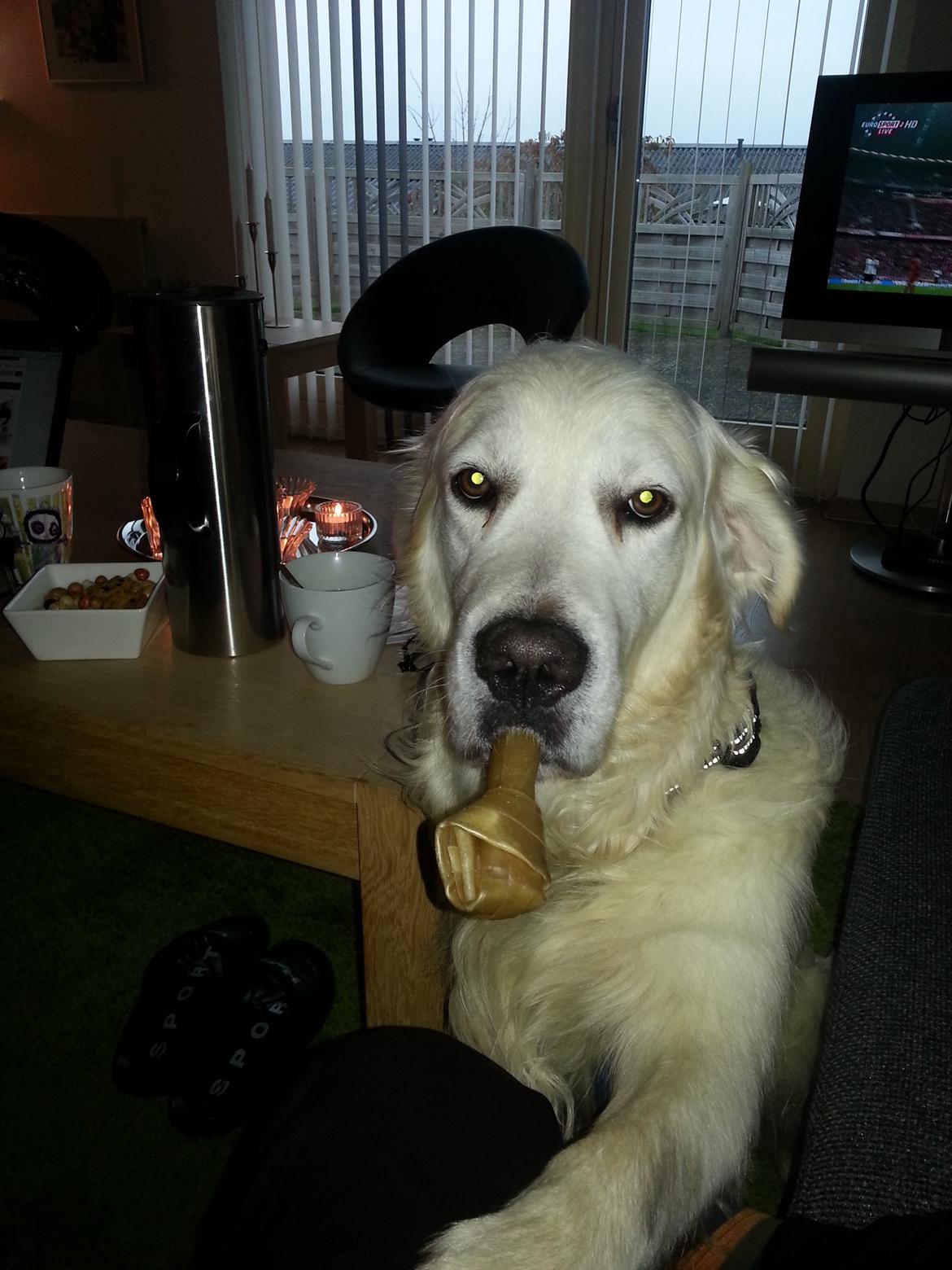 Golden retriever Julius (Vesterlands Ulli) billede 9