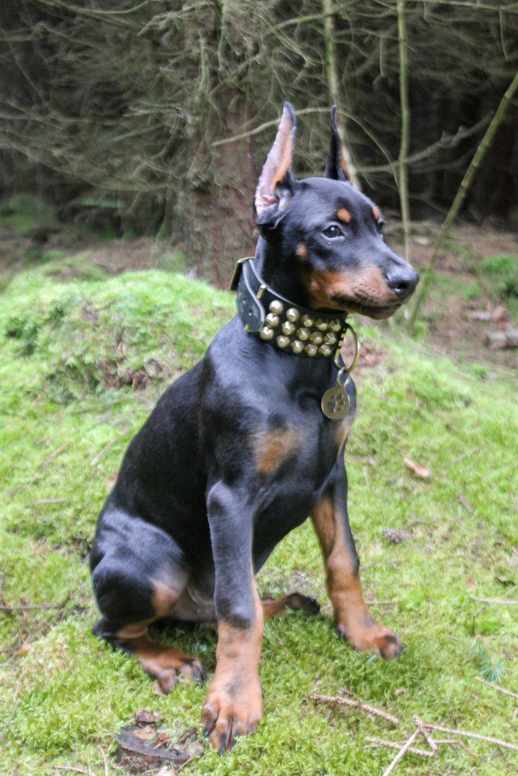 Dobermann Izrafel Napoleon Nacholious - 13 uger gammel .  billede 8