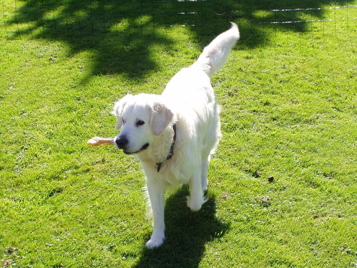 Golden retriever Julius (Vesterlands Ulli) billede 10