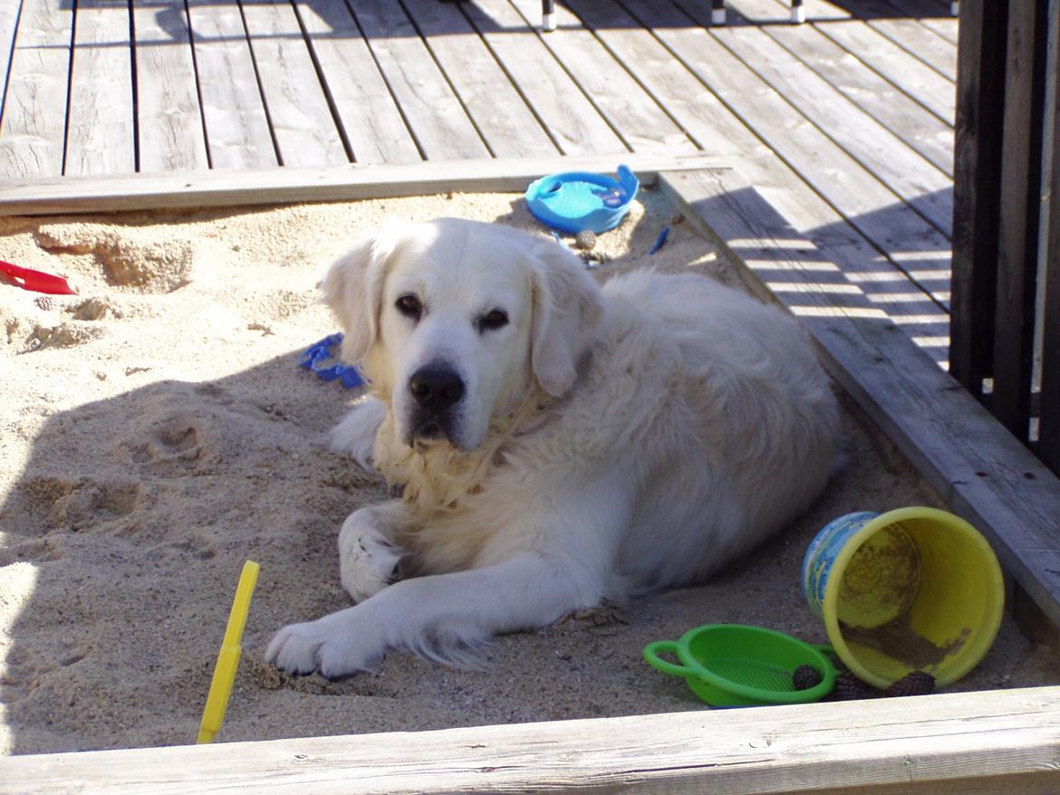 Golden retriever Julius (Vesterlands Ulli) billede 11
