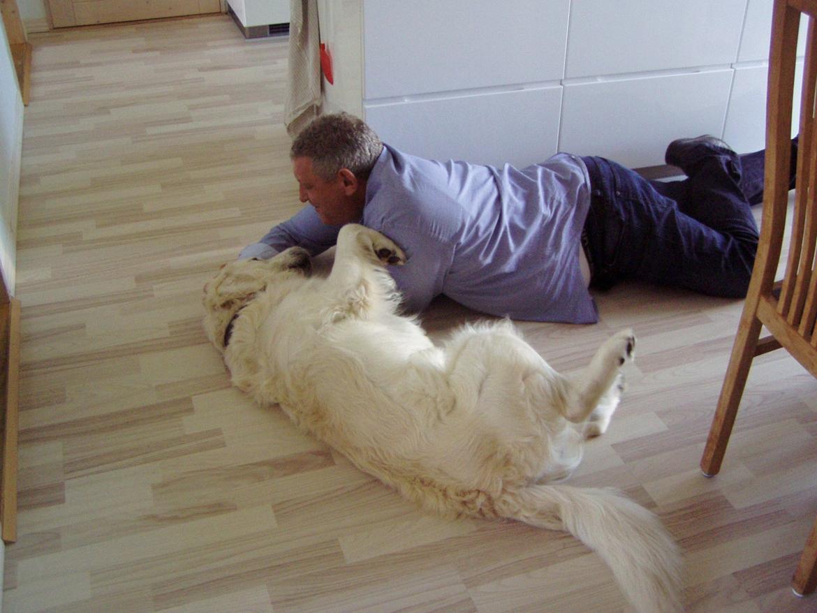 Golden retriever Julius (Vesterlands Ulli) billede 12