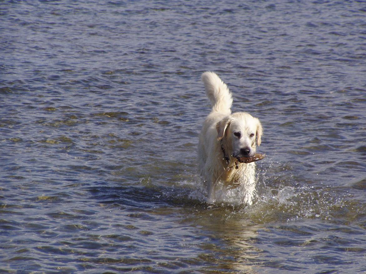 Golden retriever Julius (Vesterlands Ulli) billede 13