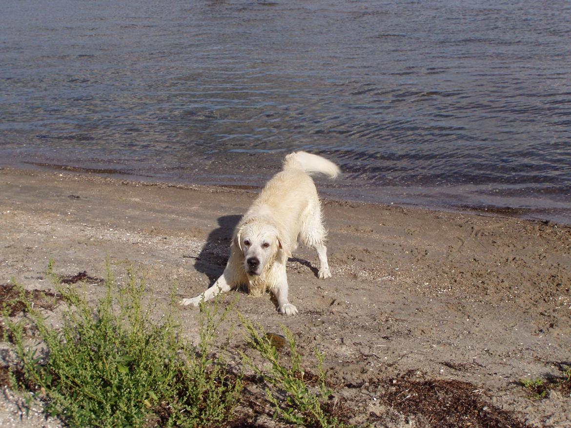 Golden retriever Julius (Vesterlands Ulli) billede 14