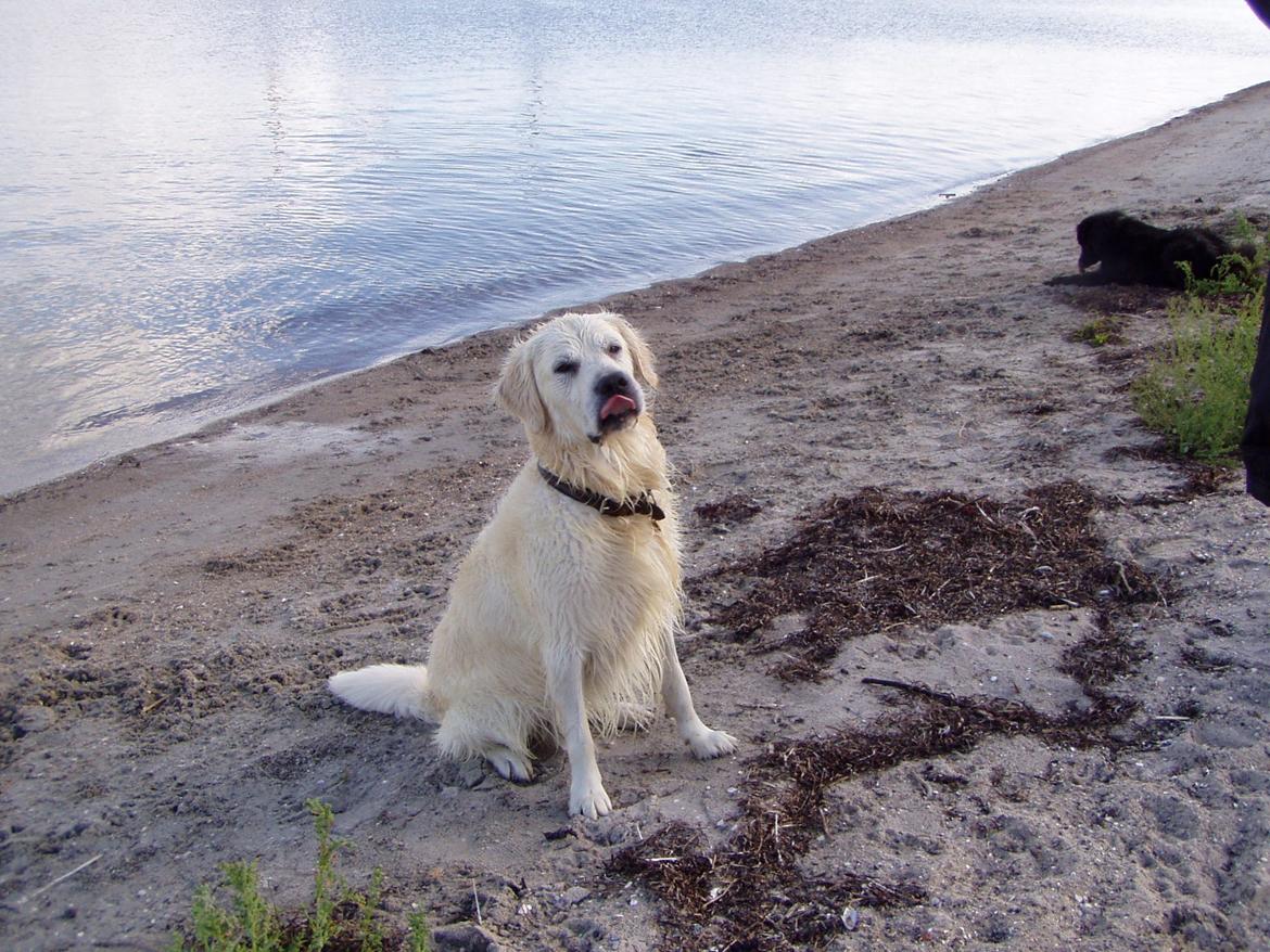 Golden retriever Julius (Vesterlands Ulli) billede 15