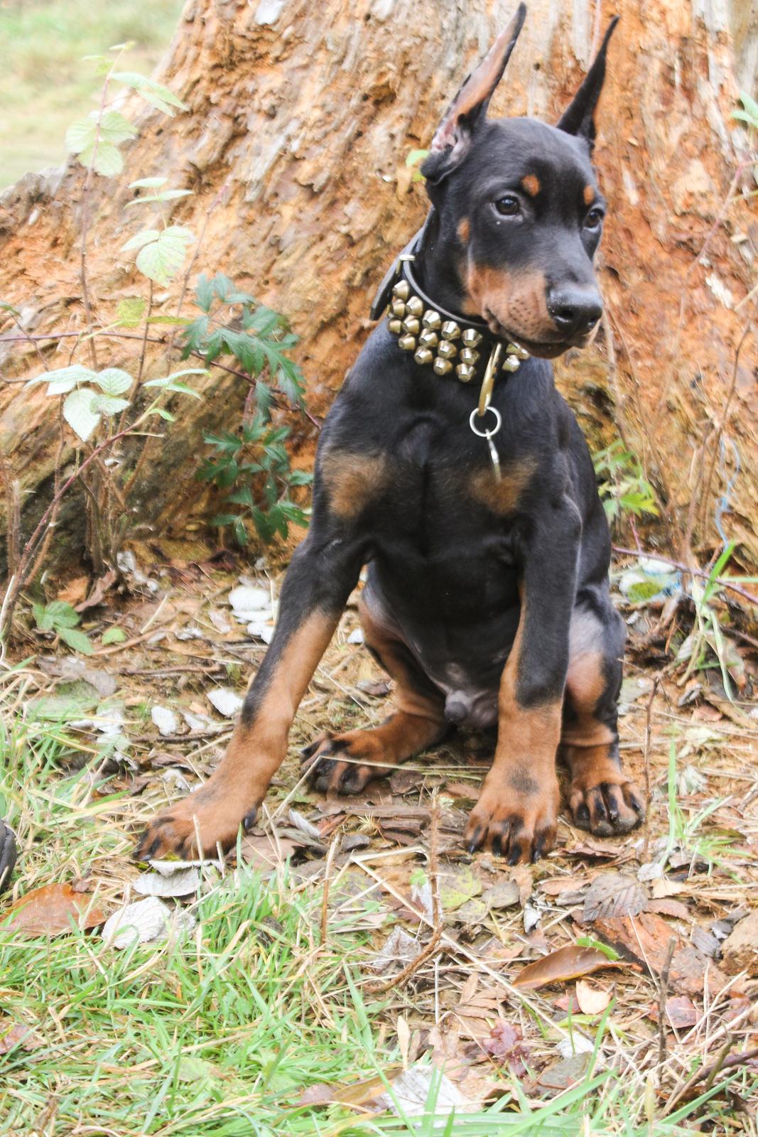 Dobermann Izrafel Napoleon Nacholious - 13 uger.  billede 7