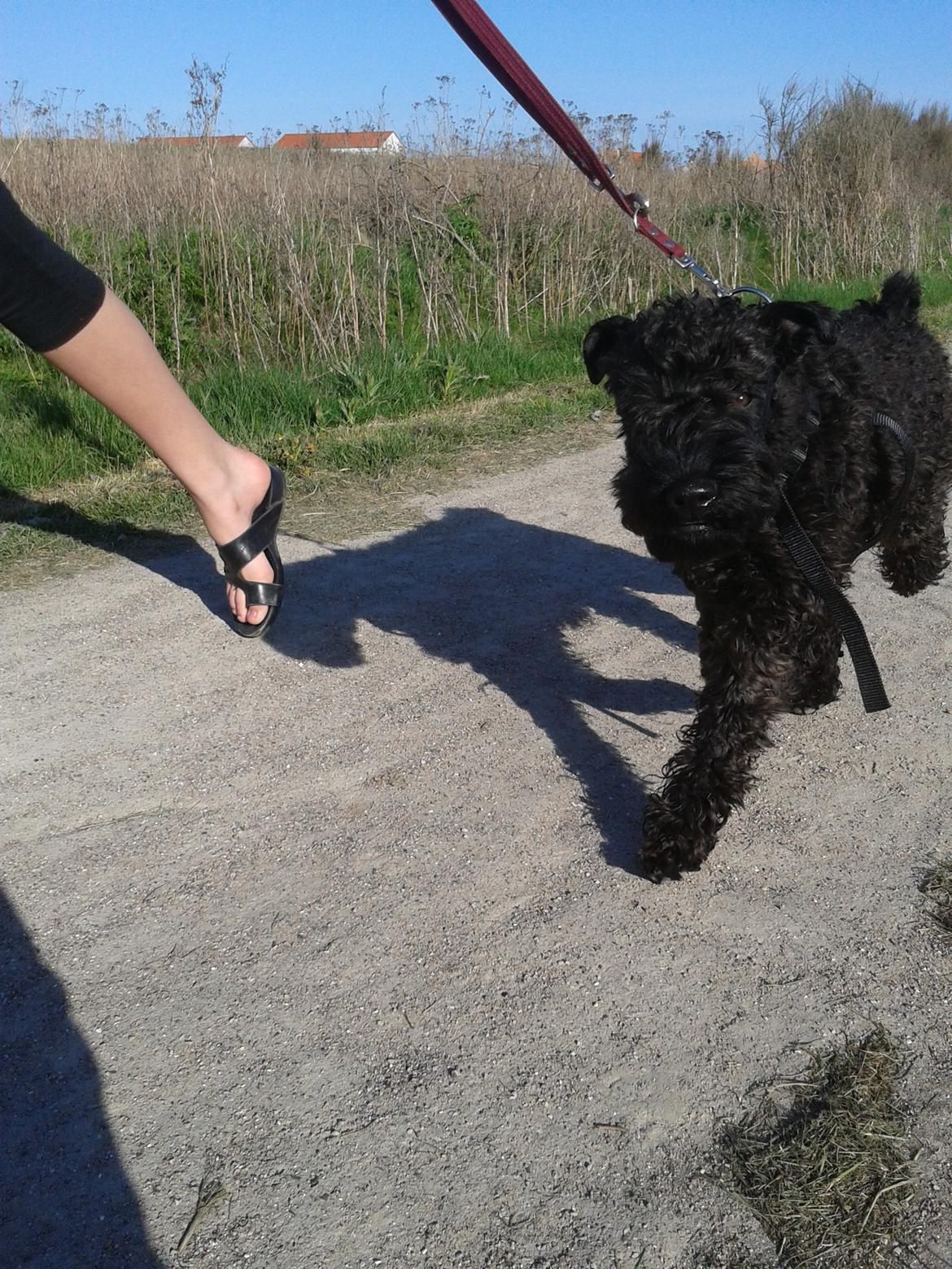 Kerry blue terrier Blacky - Så er man dag lige ud og løbe en tur =) billede 4