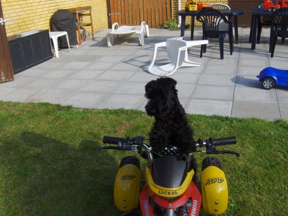 Kerry blue terrier Blacky - så ser man lige blacky køre ATV billede 3