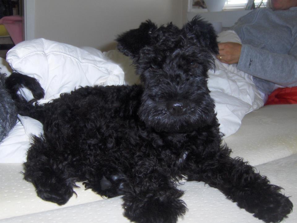 Kerry blue terrier Blacky billede 2