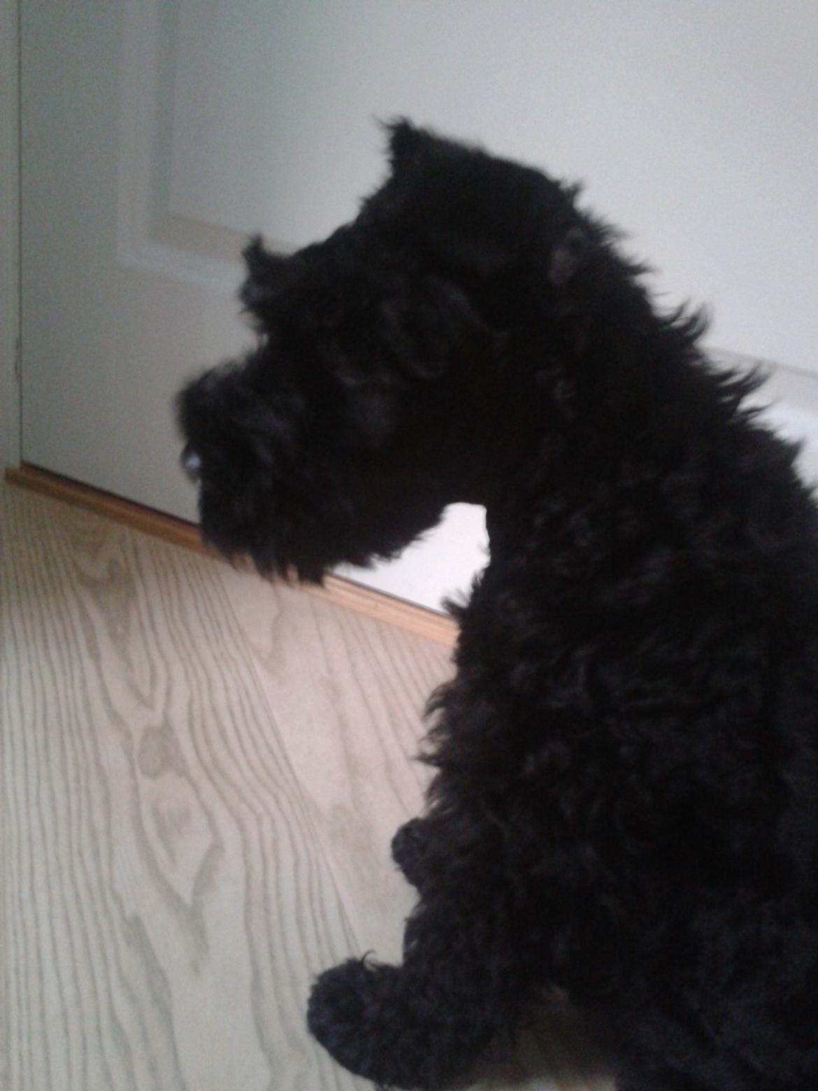 Kerry blue terrier Blacky - Blacky som helt lille hvalp billede 1