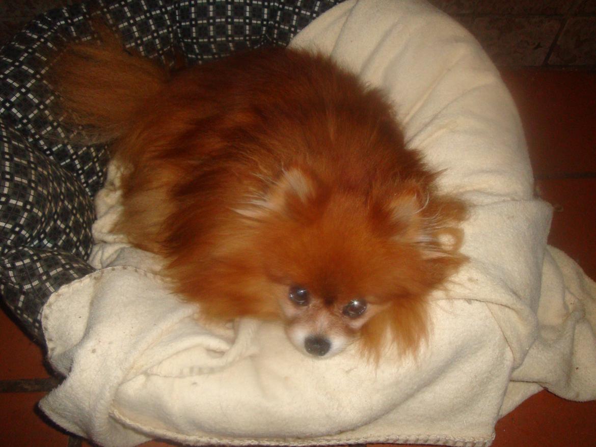 Pomeranian Topsys Rødtop - Rødtop sååå smuk den 18/11 2012  så 12 år gammel. billede 7