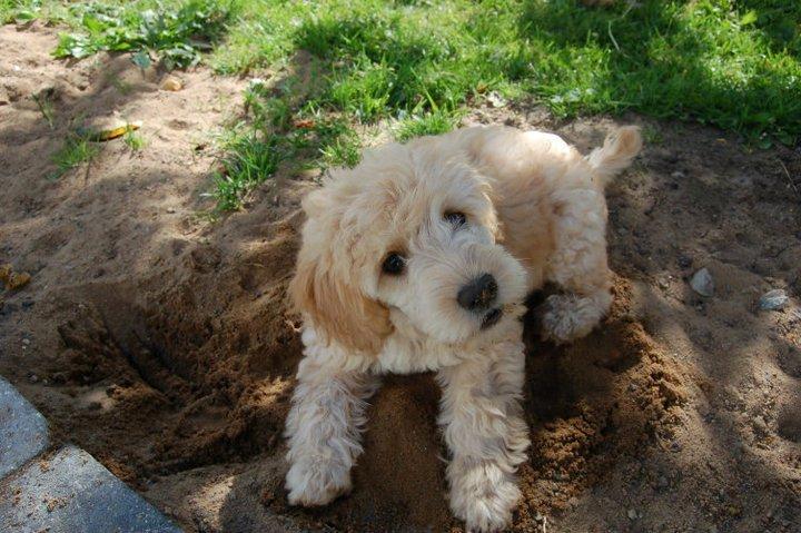 Blanding af racer Fenris - her er han som hvalp :) billede 1