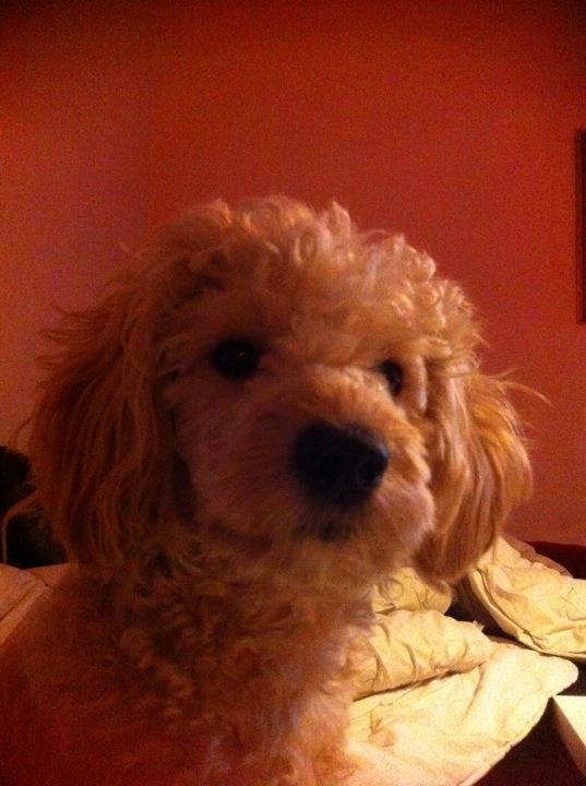 Blanding af racer Fenris - før han blev for tyk :) billede 2