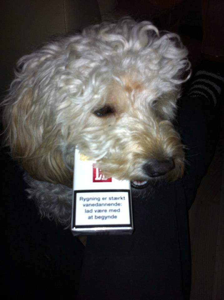 Blanding af racer Fenris billede 5