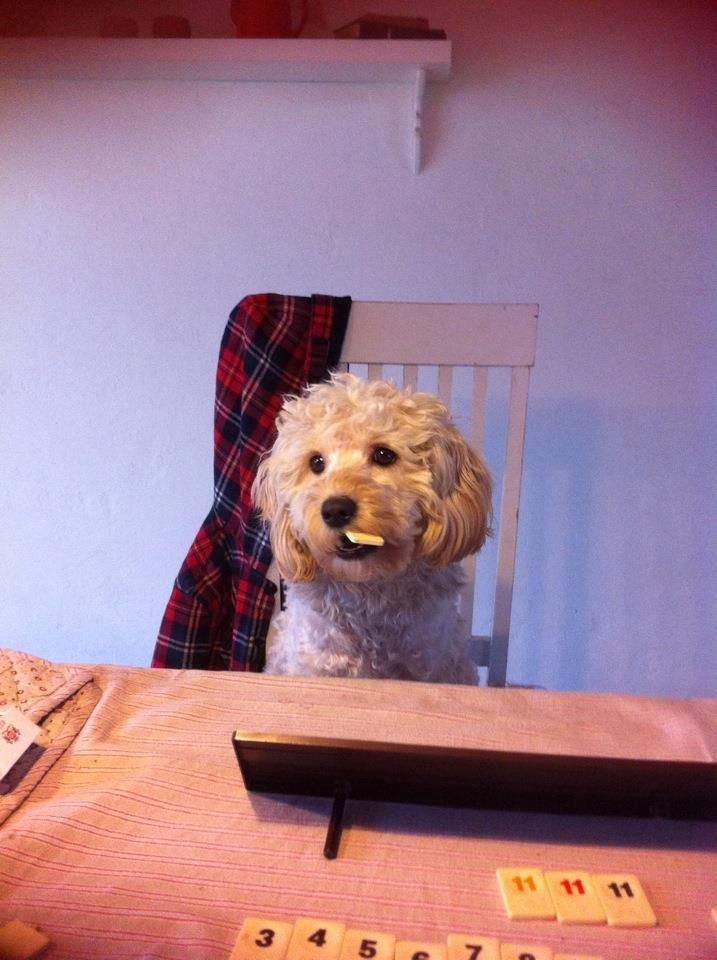 Blanding af racer Fenris billede 6