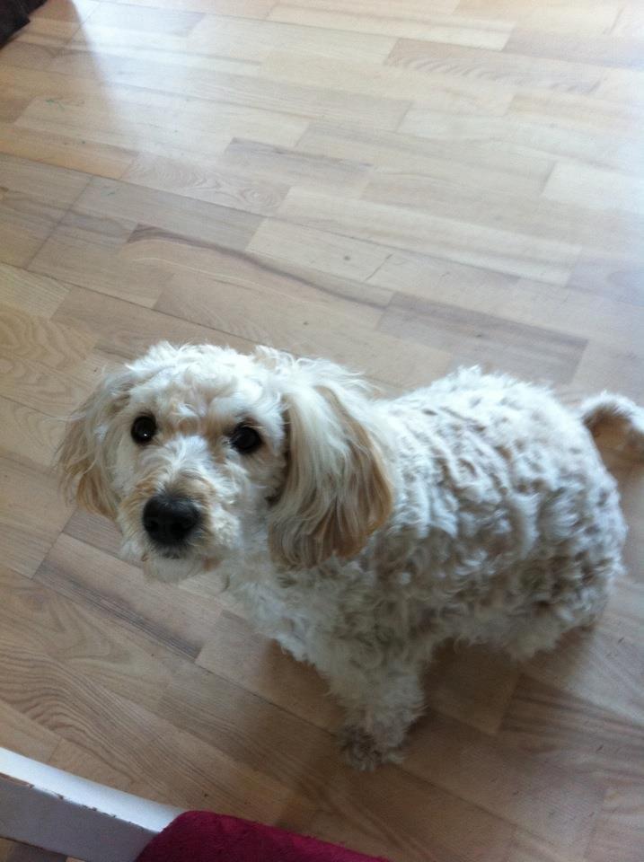 Blanding af racer Fenris - sød hund er... tyk? billede 7