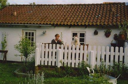 West highland white terrier Nufti billede 2