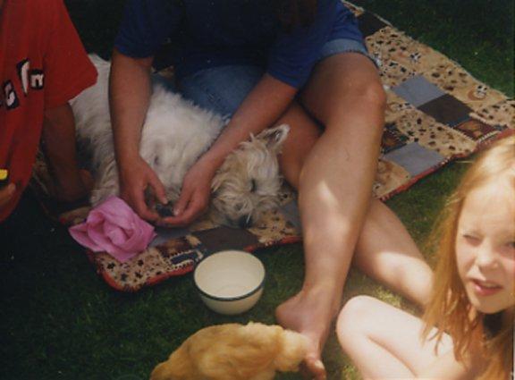 West highland white terrier Nufti billede 3