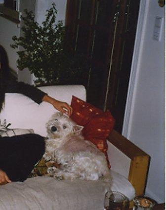 West highland white terrier Nufti billede 4