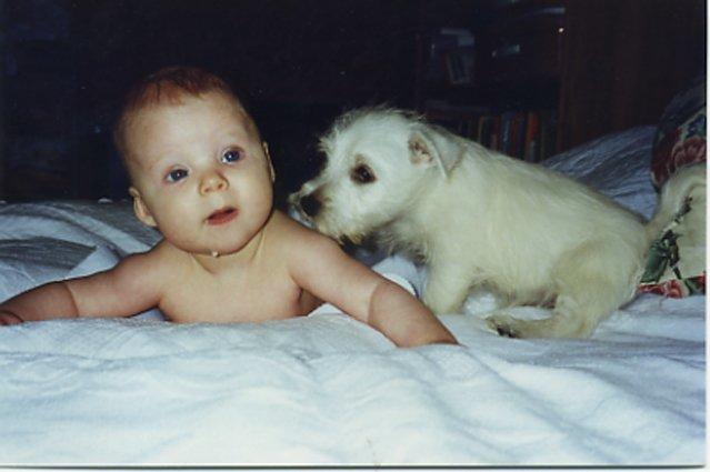 West highland white terrier Nufti billede 5