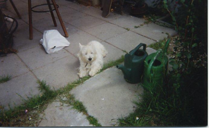 West highland white terrier Nufti billede 6