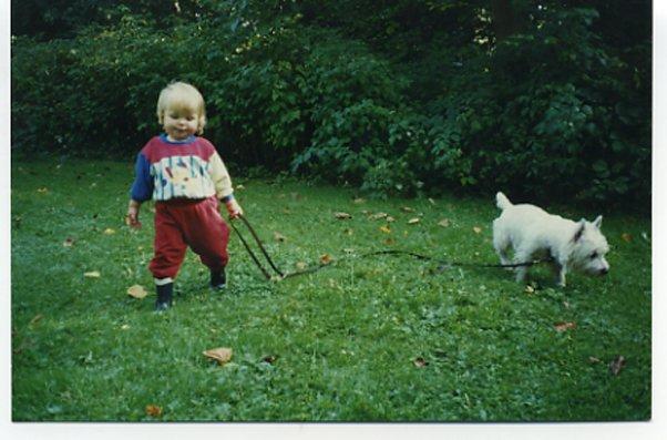 West highland white terrier Nufti billede 1