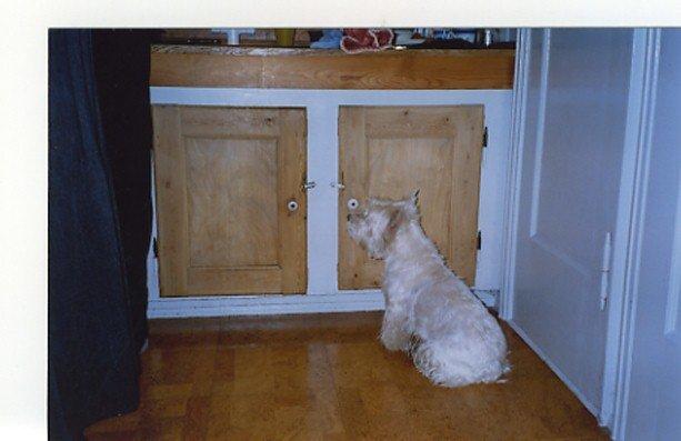 West highland white terrier Nufti billede 9