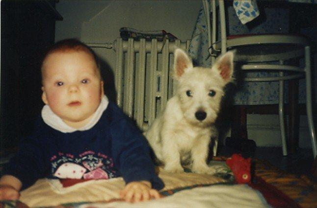 West highland white terrier Nufti billede 10
