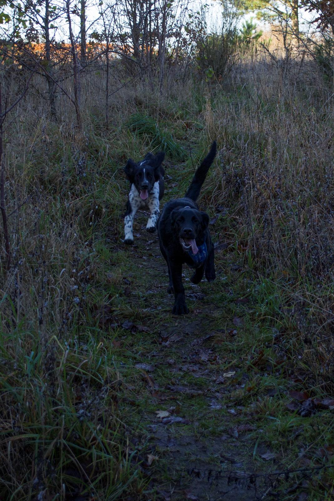 Labrador retriever Trunte - Trunte 5 måneder. i skoven med Bandi billede 8