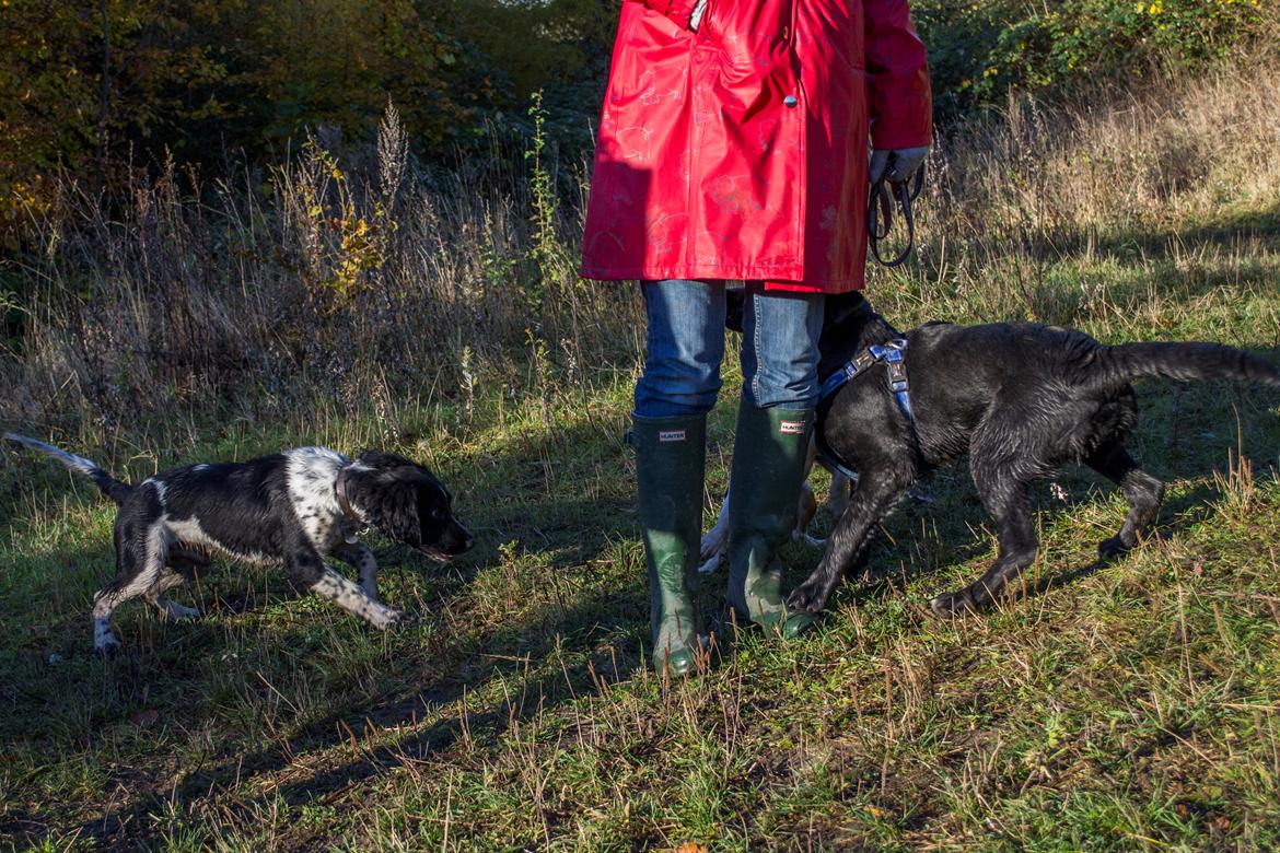 Labrador retriever Trunte - Trunte 5 måneder. I skoven med Bandi billede 9