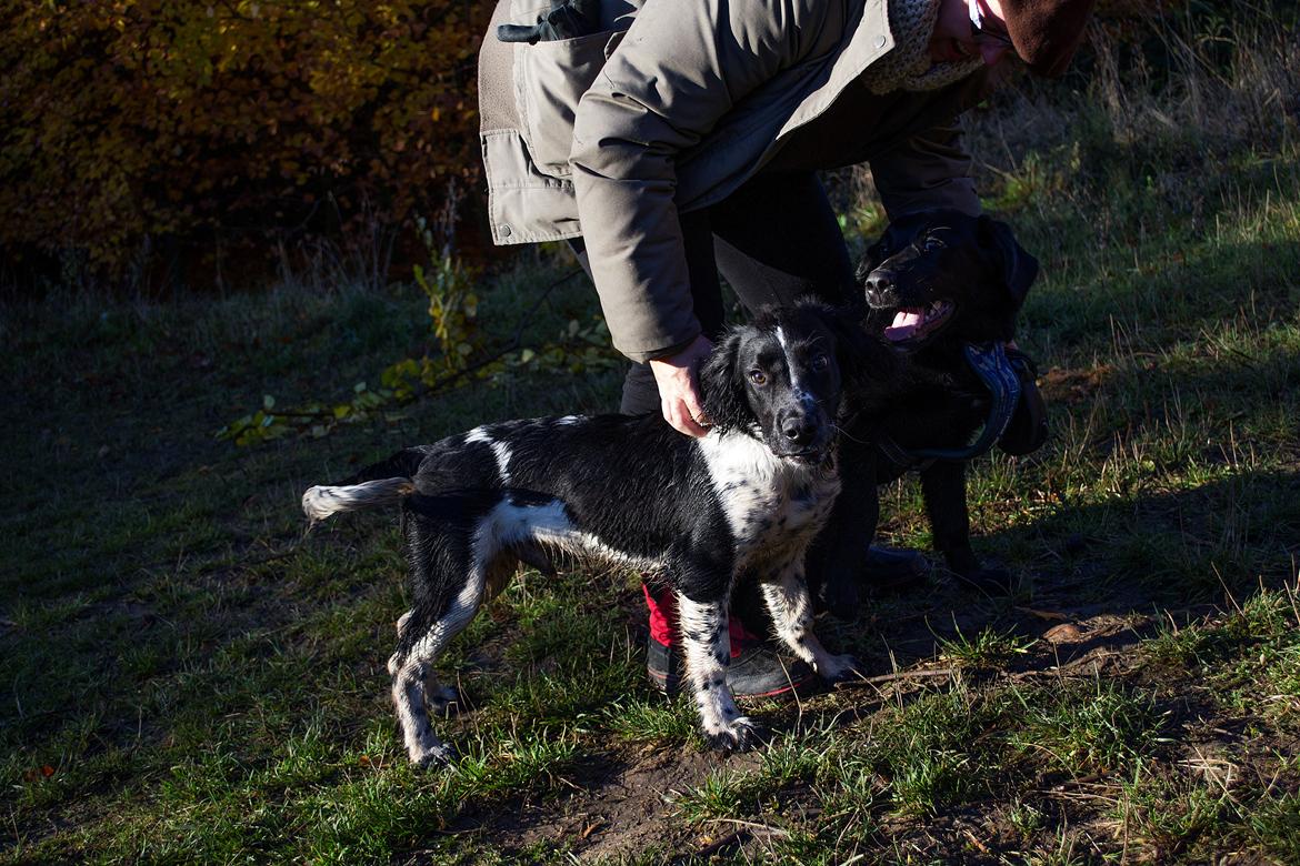 Labrador retriever Trunte - Trunte 5 måneder. I skoven med Bandi billede 10