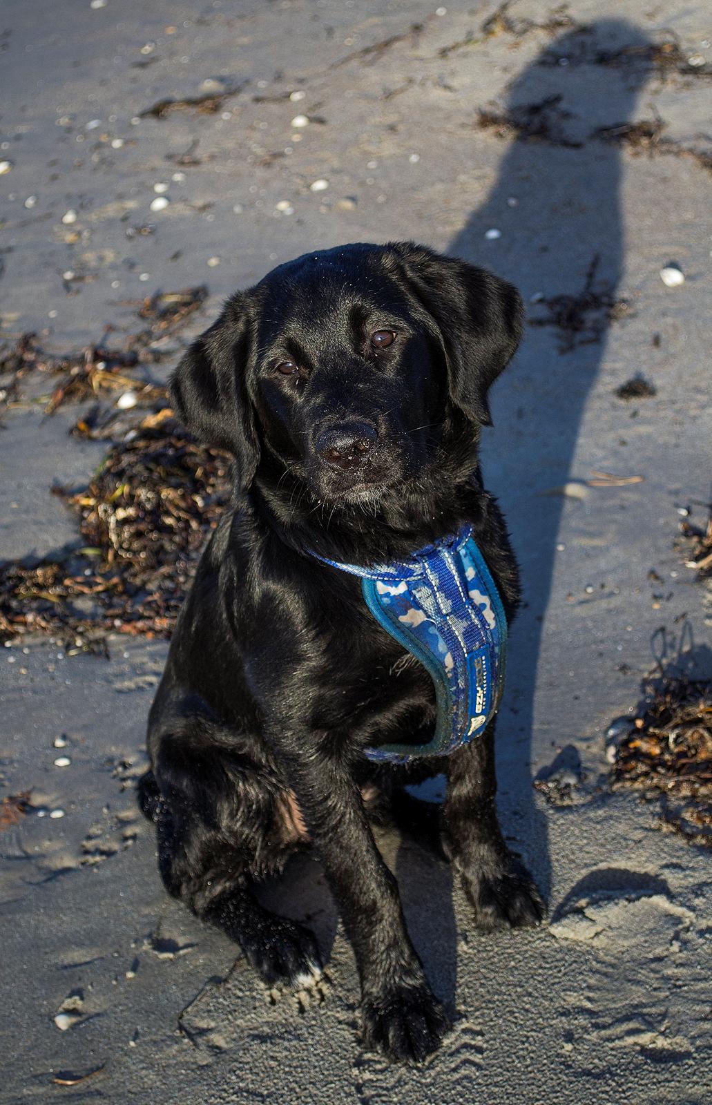 Labrador retriever Trunte - Trunte 5 måneder. På stranden billede 1