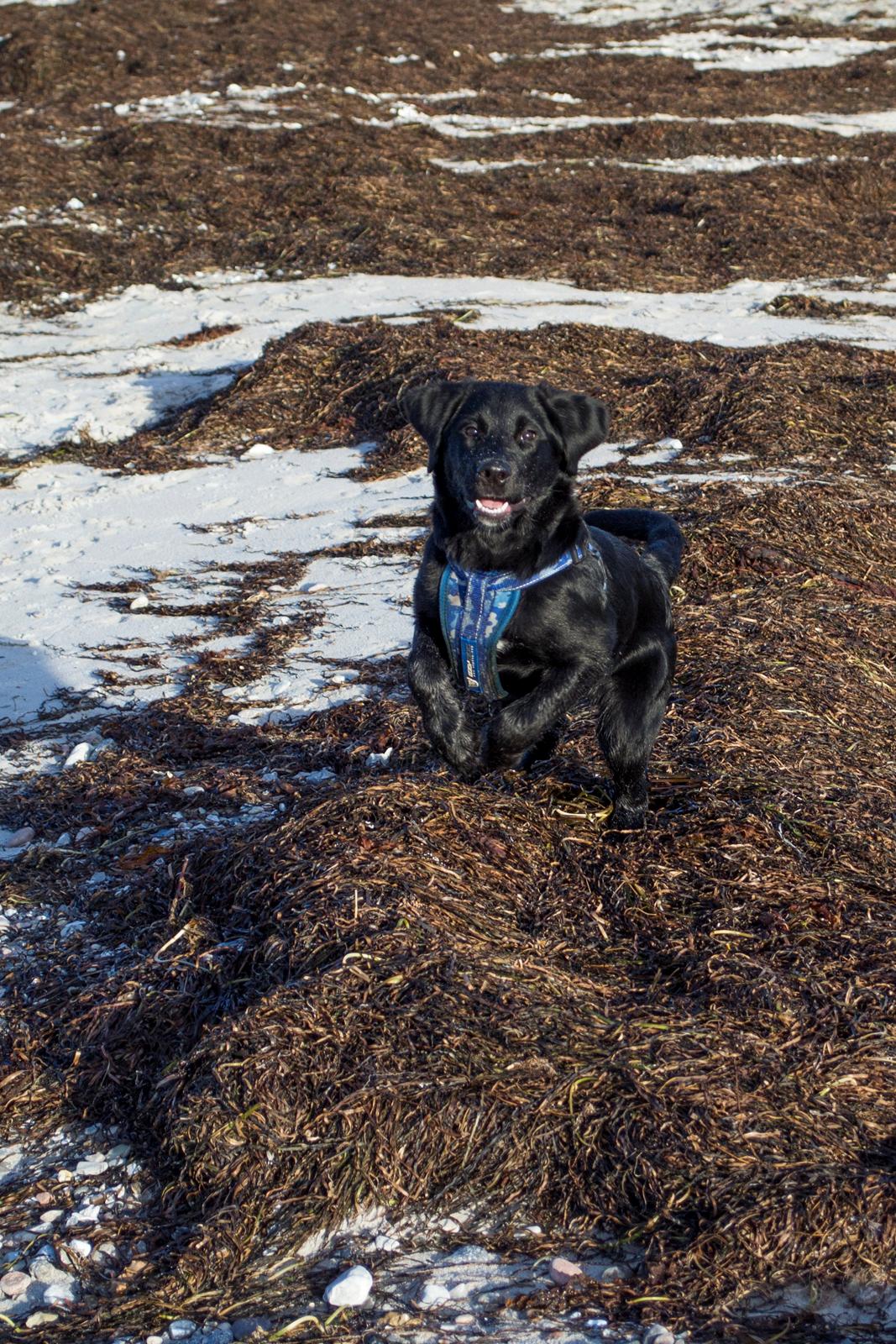 Labrador retriever Trunte - Trunte 5 måneder. På stranden billede 11