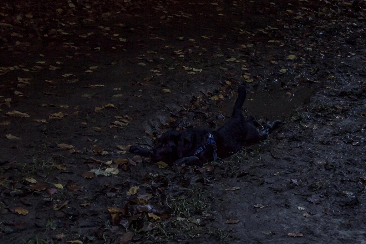 Labrador retriever Trunte - Trunte 5 måneder. I skoven.. Truntes Mudderpøl ;) billede 12