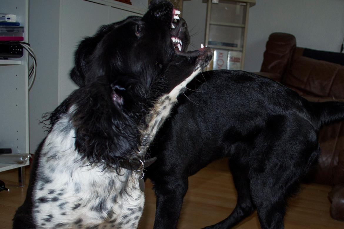 Labrador retriever Trunte - Trunte 5 måneder. Hundeleg med Bandi billede 13